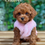 Thumbnail: Chanel - Female Toy Poodle AKC