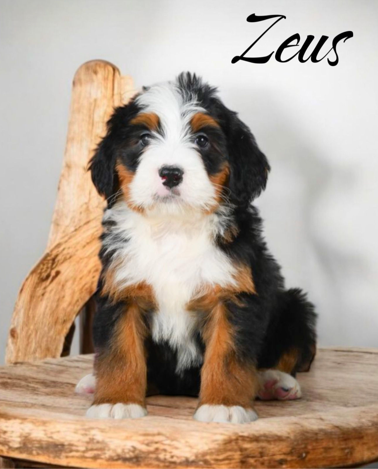 "Zeus" Male - F1bb Ultra Bernedoodle