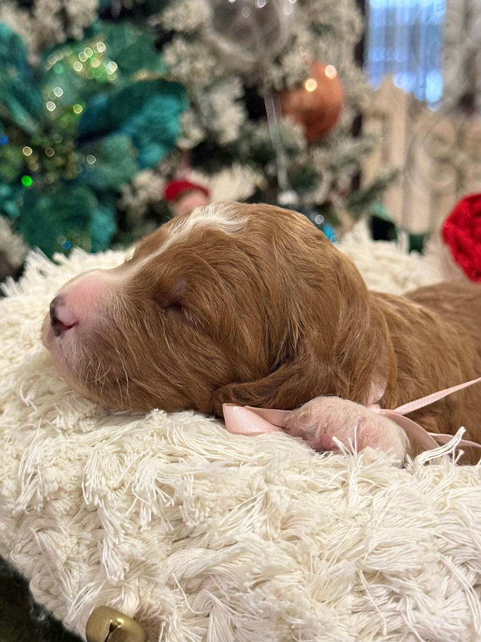 Thumbnail: Honey - Female Tuxedo Mini/Medium Goldendoodle
