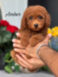 Amber - Female Cavapoo F1b