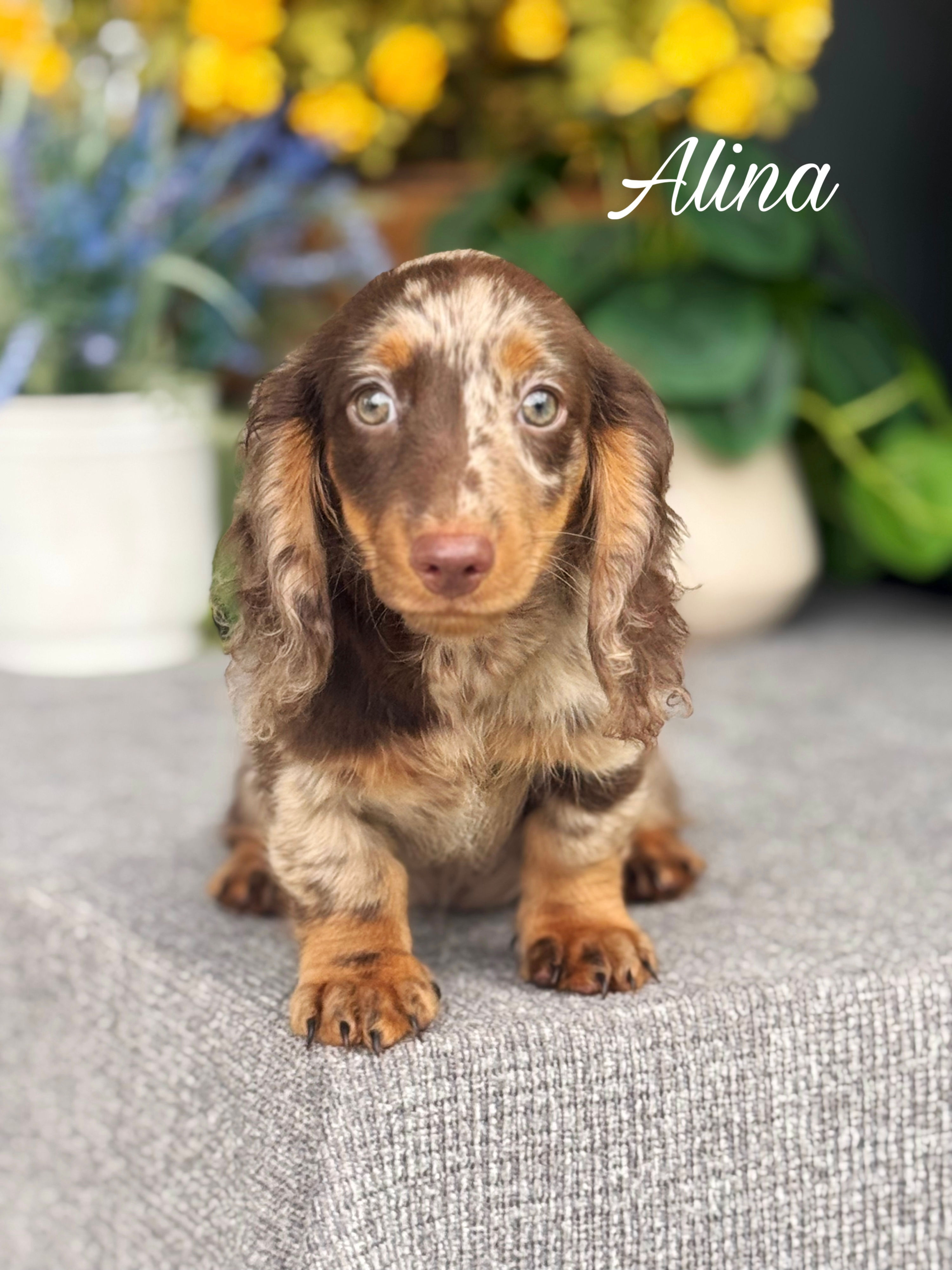Alina - Female Long hair Chocolate Dapple Mini Dachshund AKC