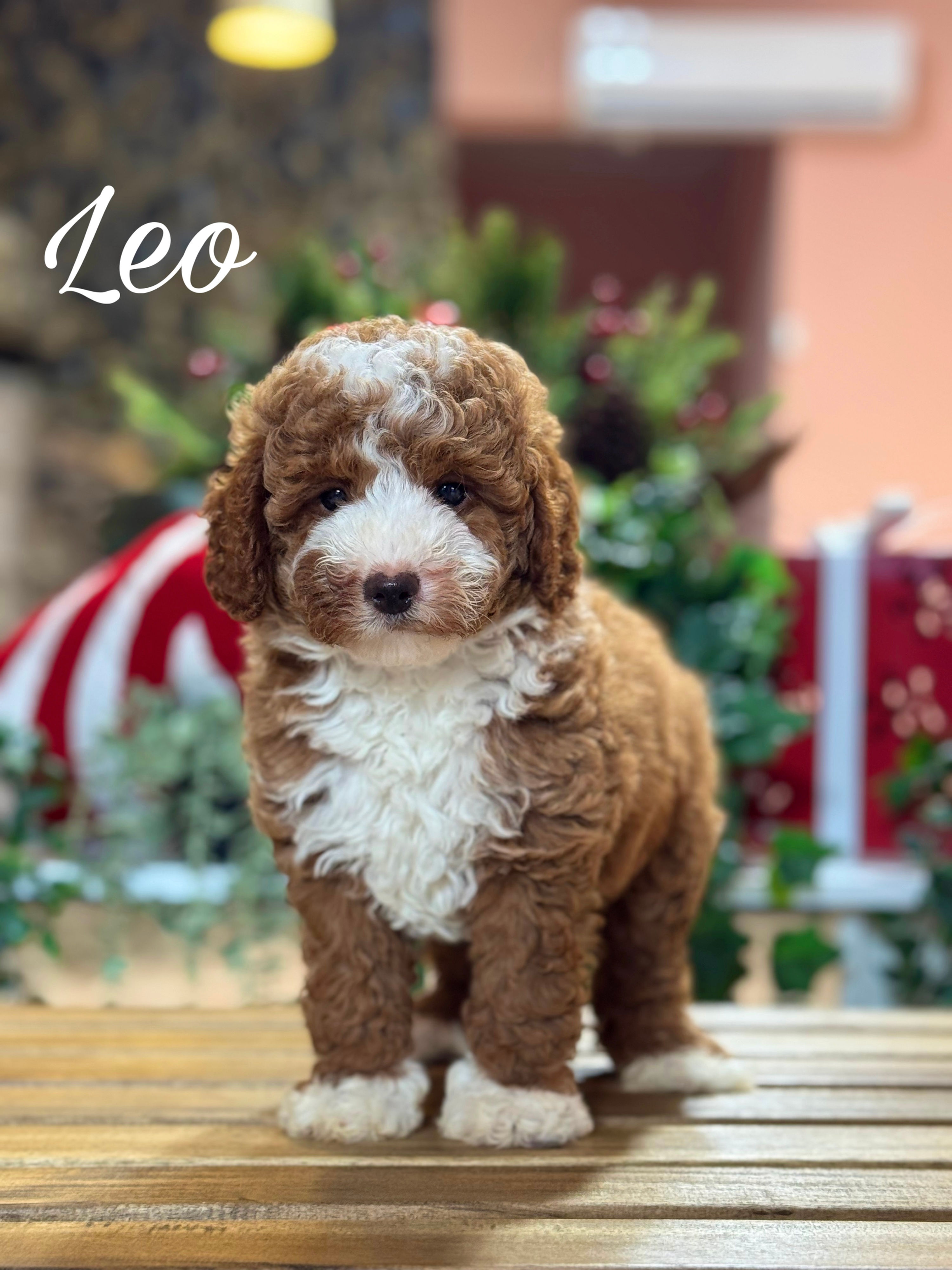 Leo - Tuxedo Male Mini Poodle AKC