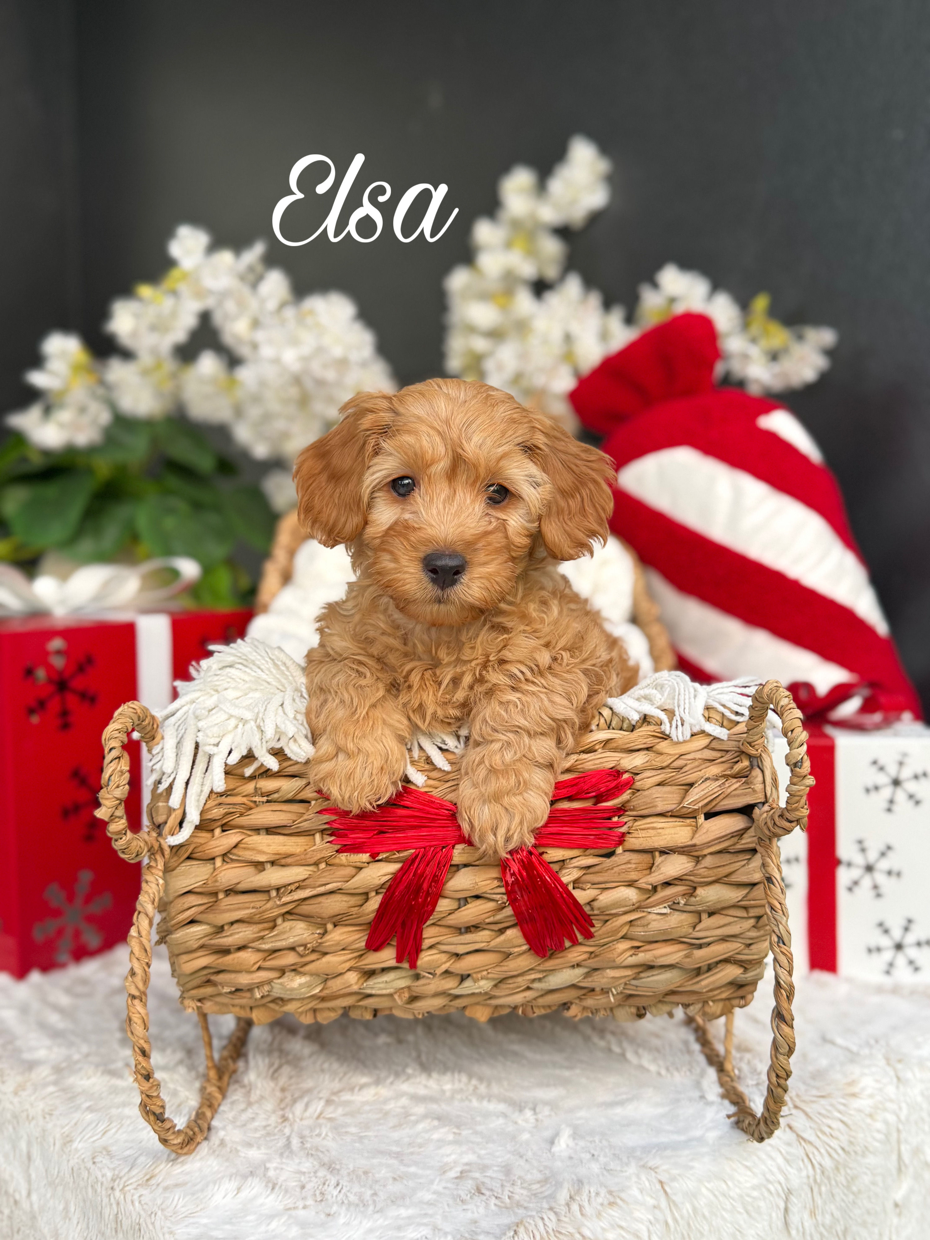 Elsa - Female Mini Goldendoodle F1bb
