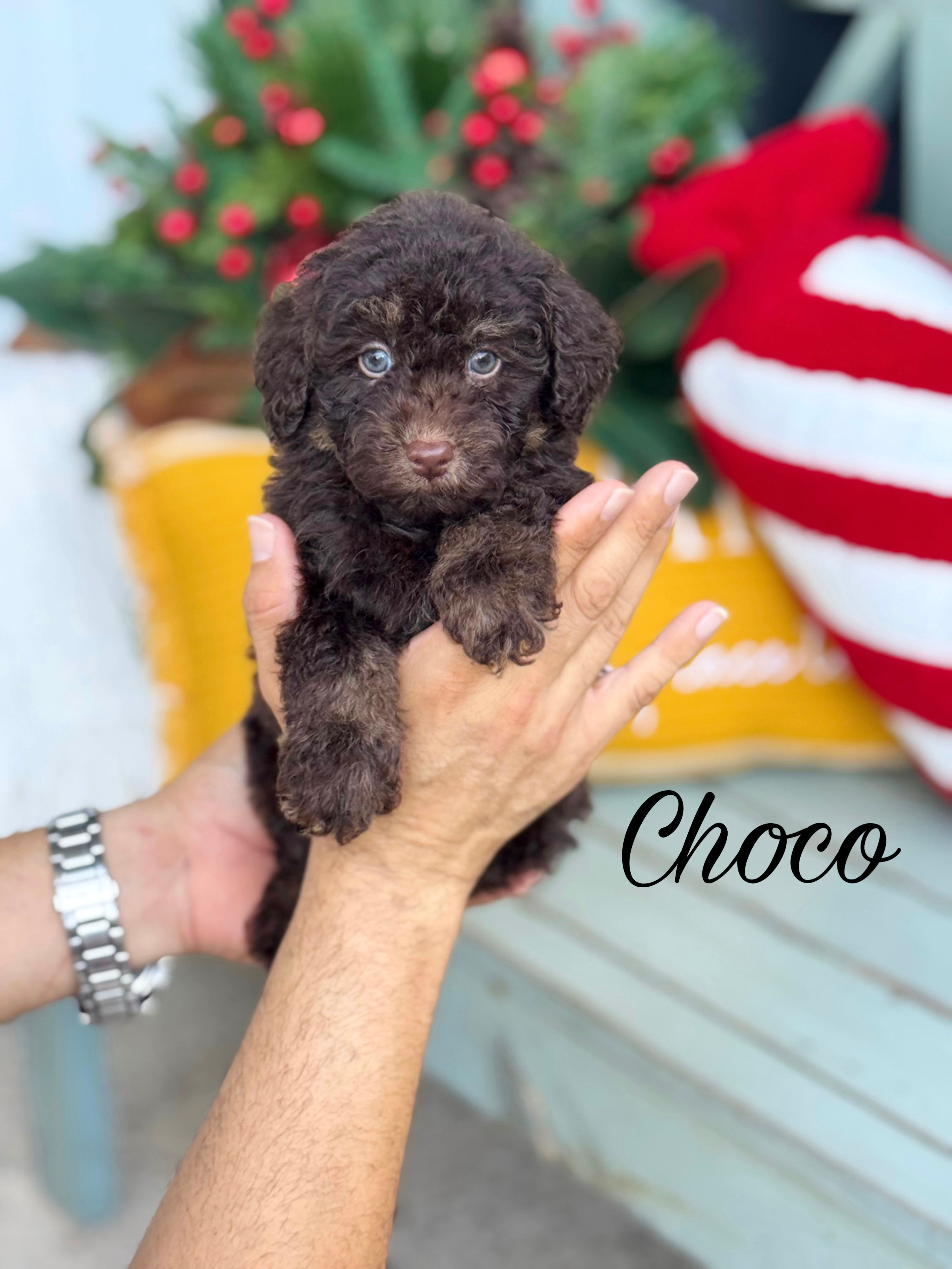 Choco - Choco Merle Male Mini Toy Poodle