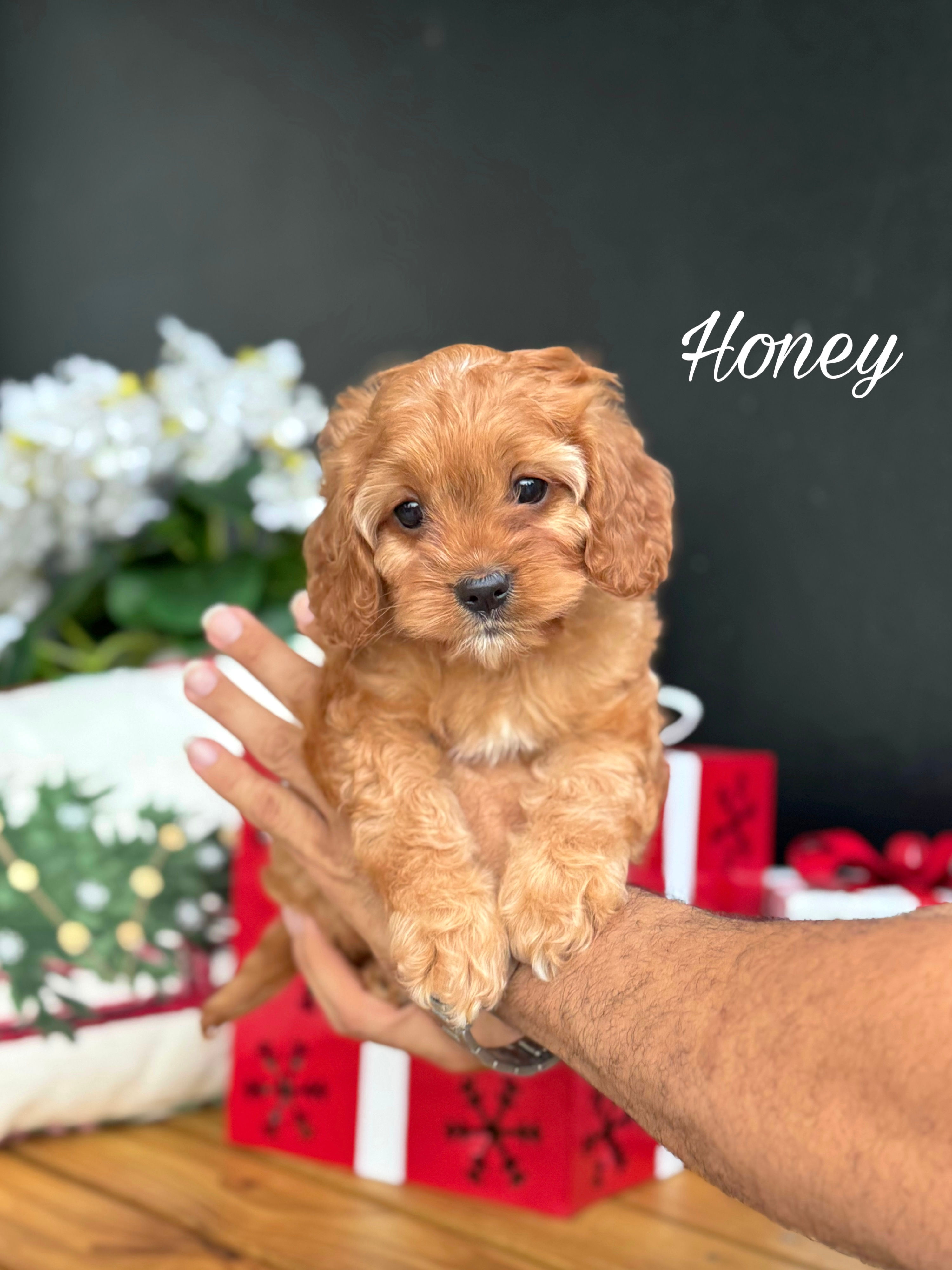 Honey - Female Cavapoo