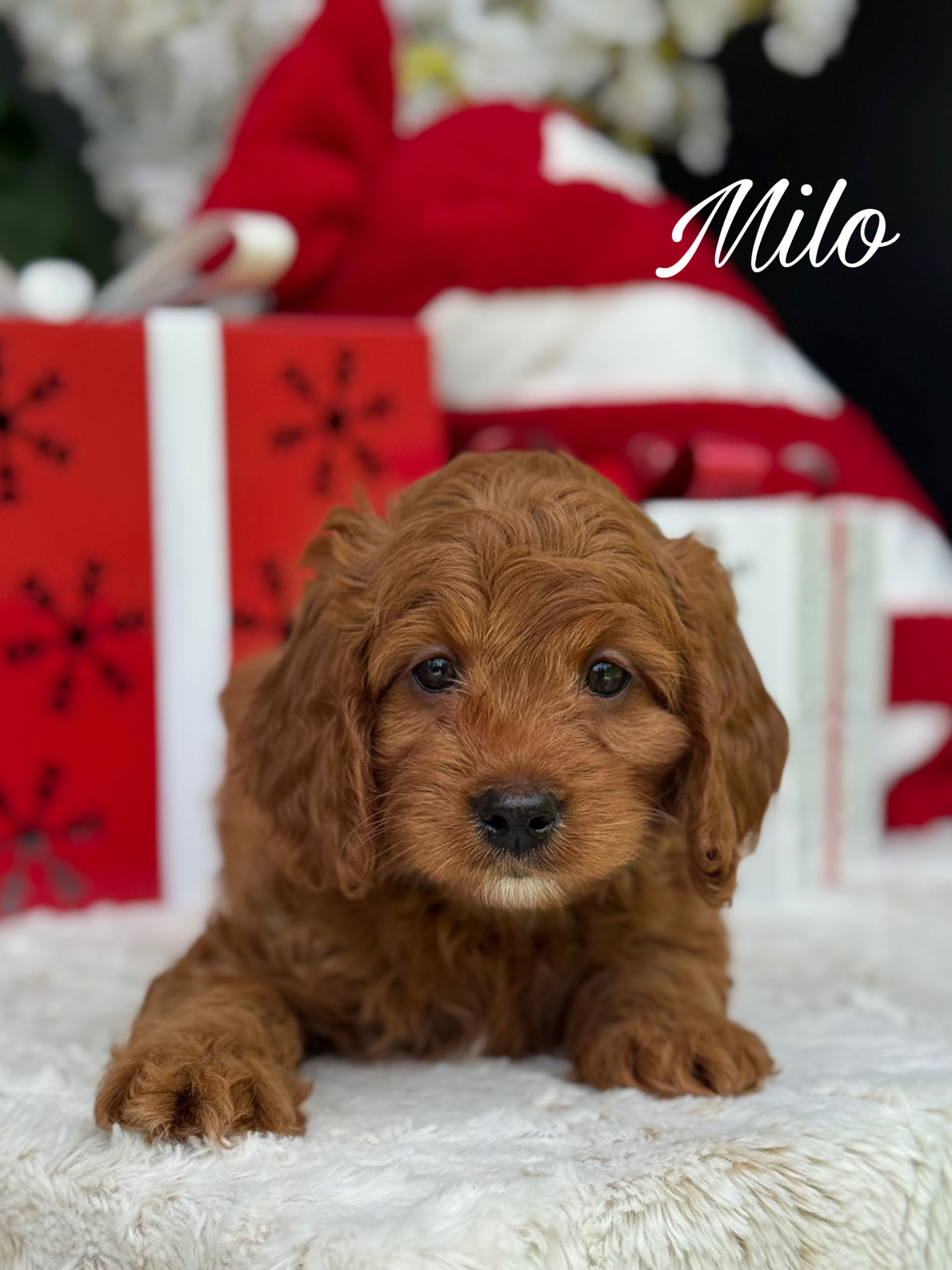 Milo - Male Cavapoo