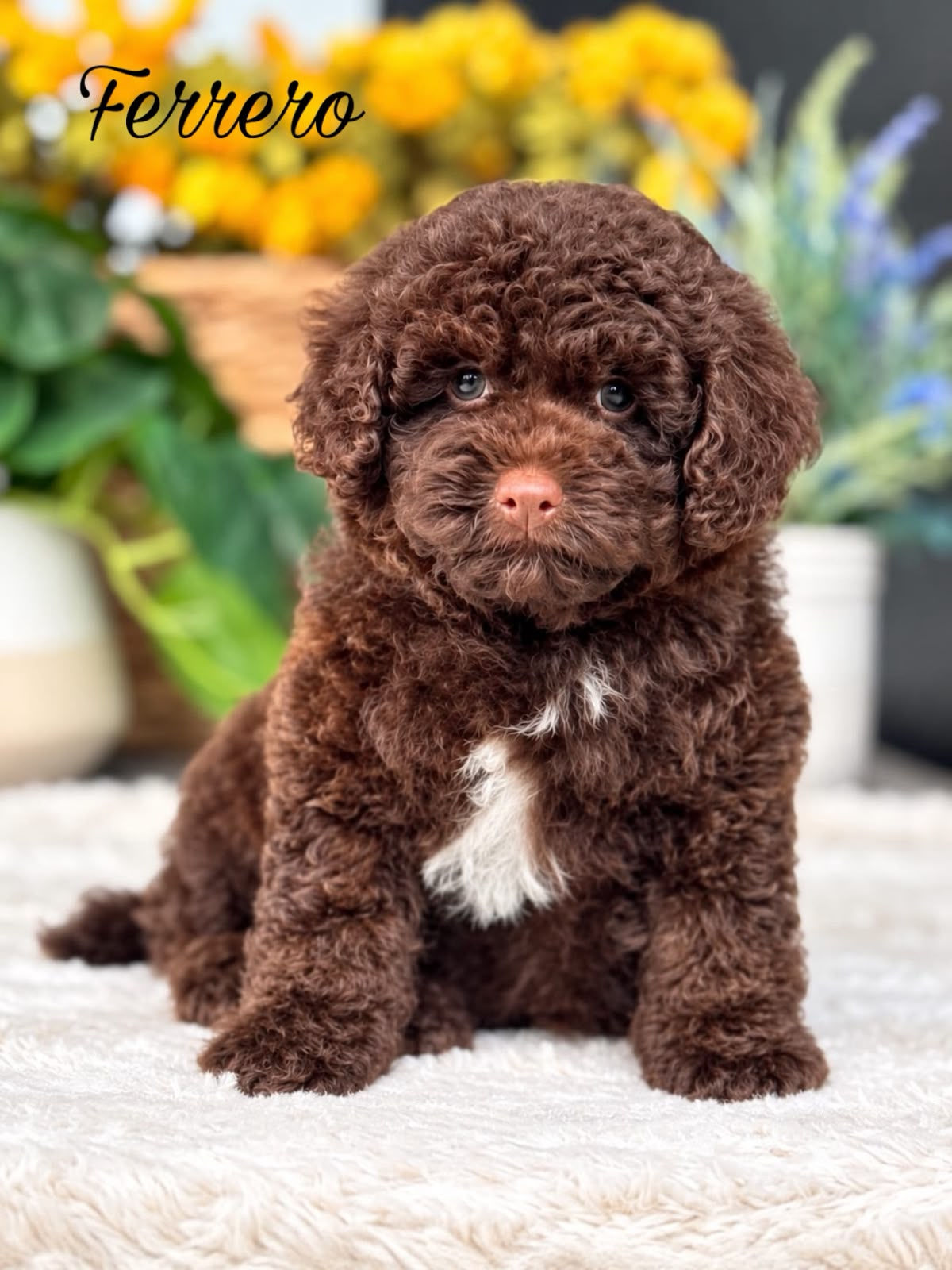 Ferrero - Male F1bb Mini Goldendoodle