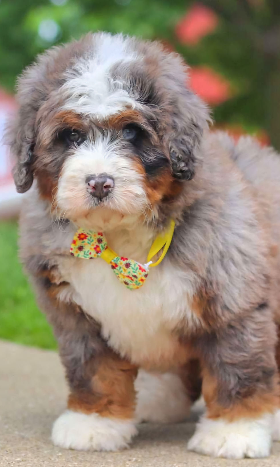 Thumbnail: "Valentino" Mini Bernedoodle Nene (Un ojo azul)