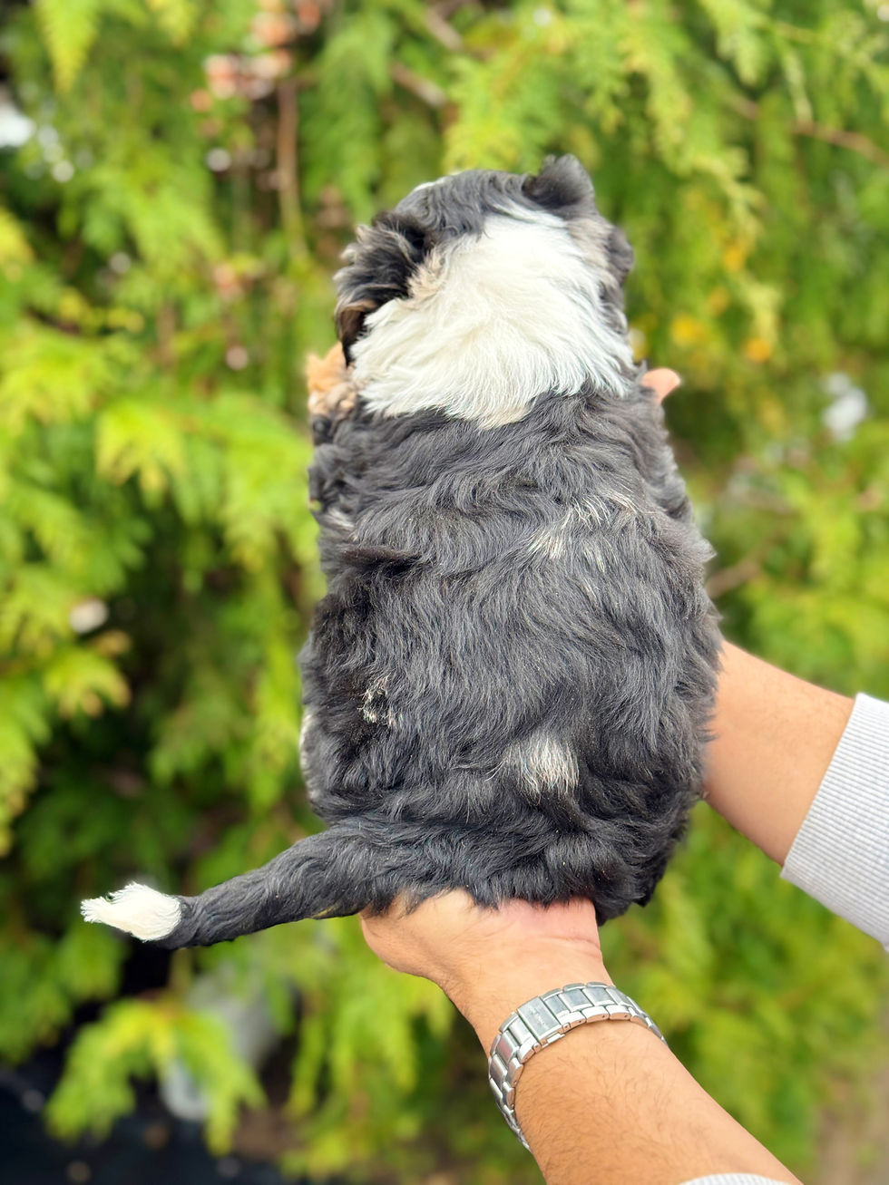 Thumbnail: Aurora - Female Mini Bernedoodle Multigen 