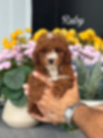 Thumbnail: Ruby - Female Mini Poodle AKC