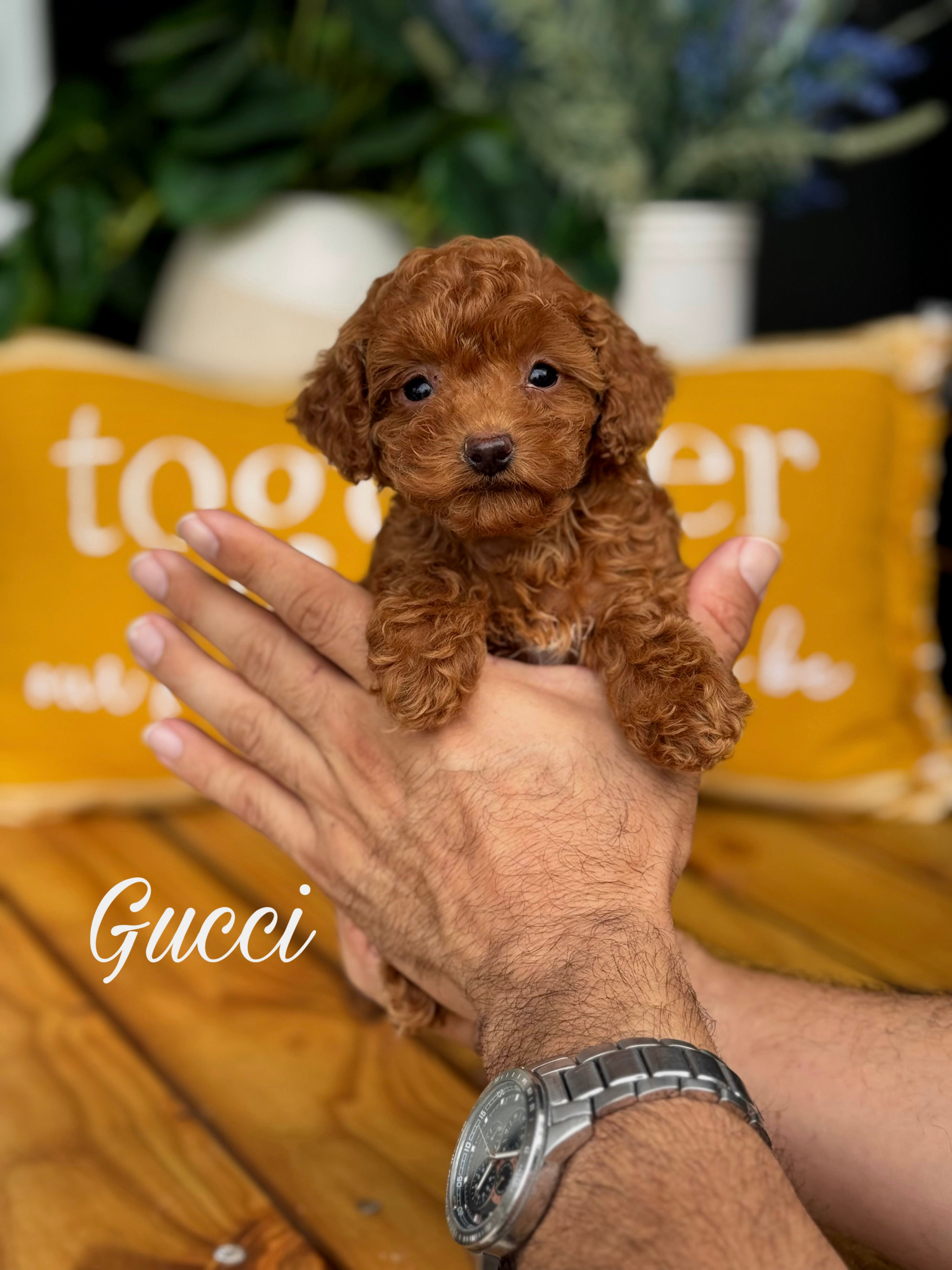 Gucci - Female Toy Poodle AKC