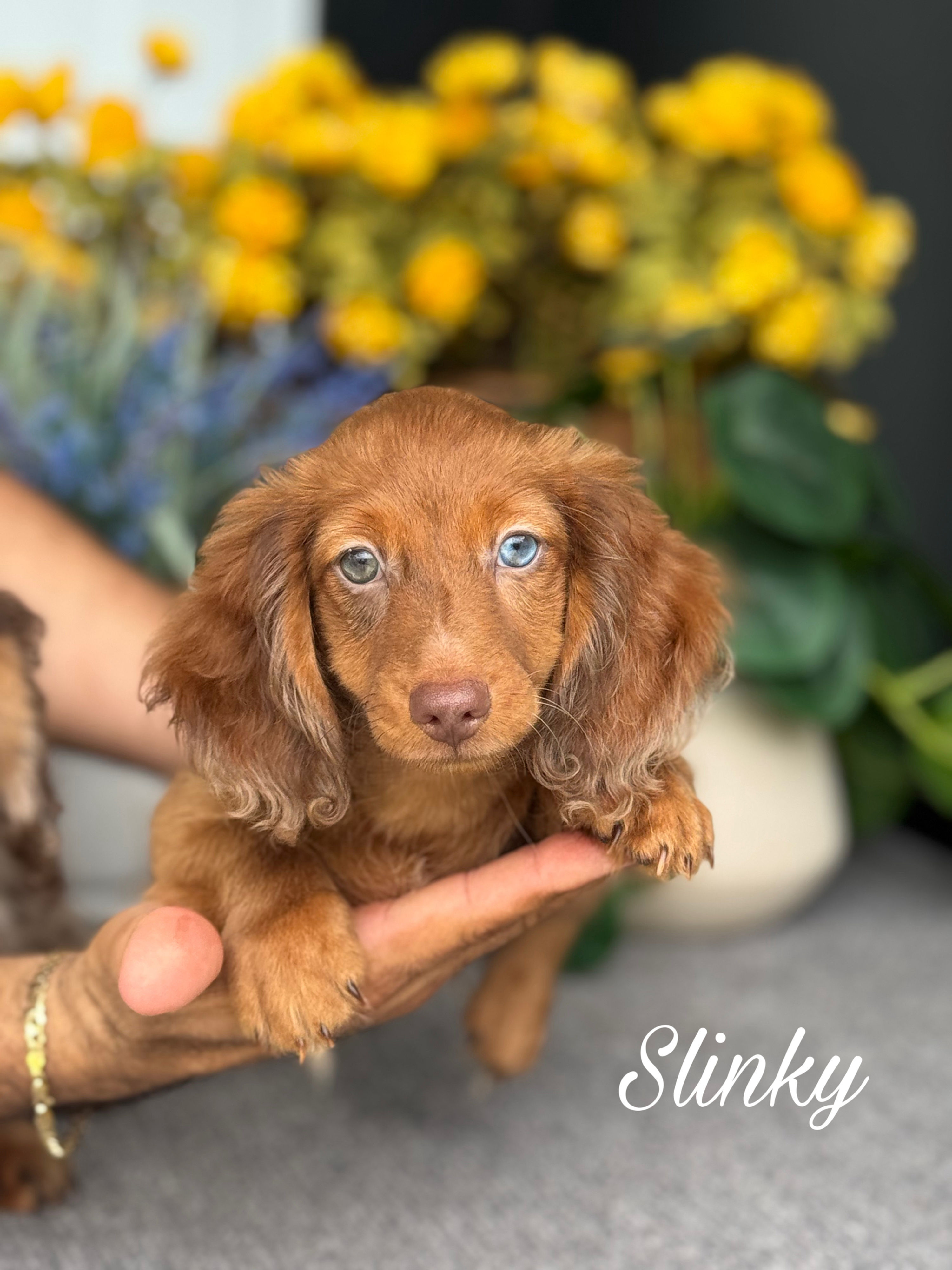 Slinky Dog - Male Long Hair Mini Dachshund AKC