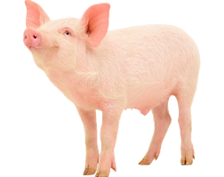 cerdo_edited.png