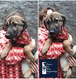 Frida.jpeg