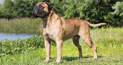 bullmastiff