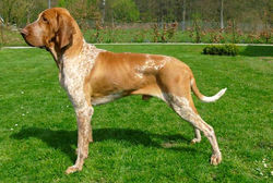 Braco-Italiano-Caramelo