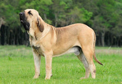 cão-de-fila-brasileiro