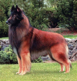 perro-pastor-belga-tervueren
