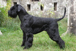 Schnauzer-Giant