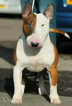 bull terrier