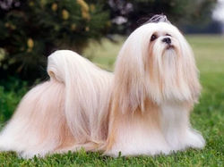 Lhasa-Apso