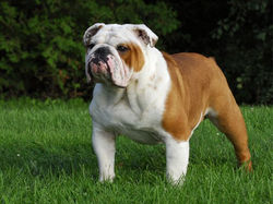 englishbulldog