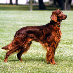 setter irlandes