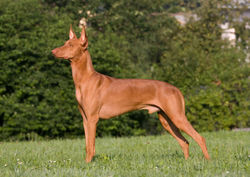 pharao hound