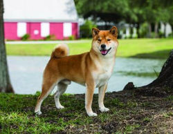 shiba-inu
