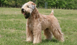soft coated wheaten terrier