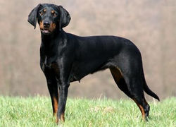 braco-austriaco-de-pelo-liso