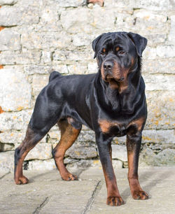rott