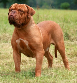 Dogue-De-Bordeaux