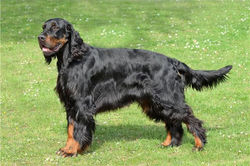 setter gordon