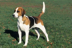 englishfoxhound