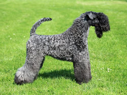 kerry-blue-terrier