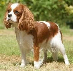 Cavalier King Charles Spaniel