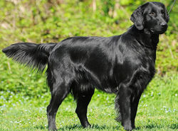 Flat Coated Retriever