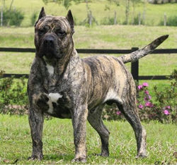 doguecanario