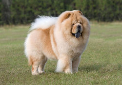 chow chow
