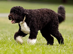 Cão de Água