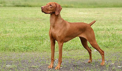 vizla