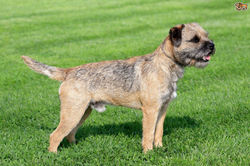 border terrier