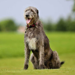 Irish Wolfhound
