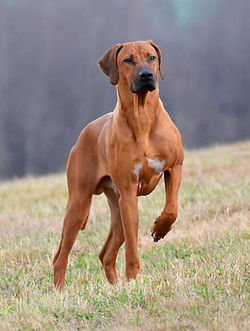 leao da rodesia