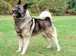 elkhound