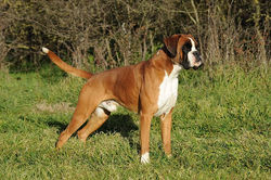 cao-raca-boxer