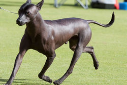 xoloitzcuintle-