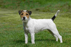 parson-russell-terrier