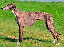 Galgo Espanhol